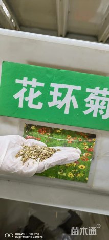 花环菊种子