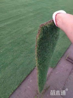 草卷状马尼拉草