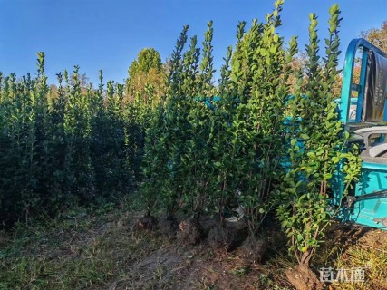 高度150厘米北海道黄杨