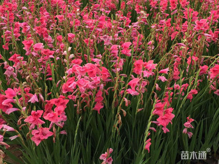 高度18厘米唐菖蒲