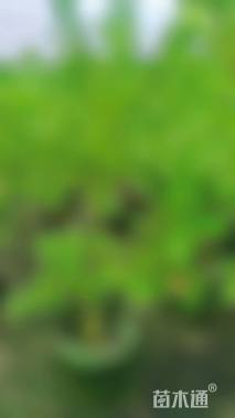 高度60厘米番石榴