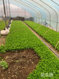 高度40厘米平枝栒子