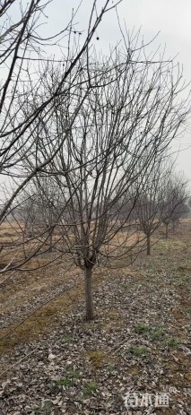 10公分红宝石海棠