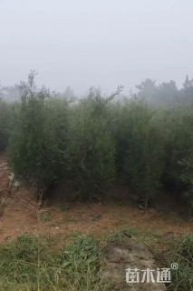 高度190厘米侧柏