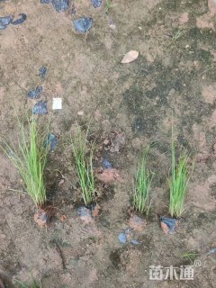 高度25厘米狼尾草