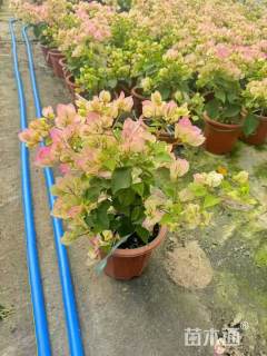 高度30厘米绿樱三角梅