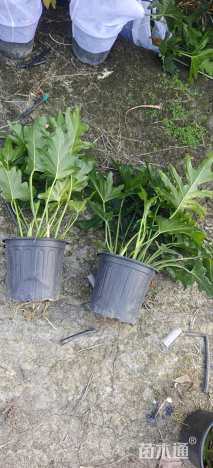 高度35厘米春羽