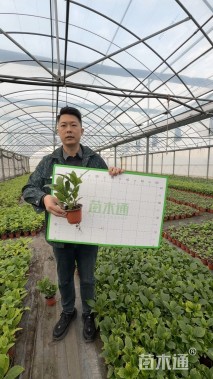 高度15厘米绣球