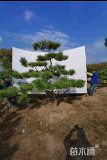 高度250厘米黑松