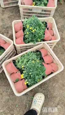 高度25厘米国庆菊