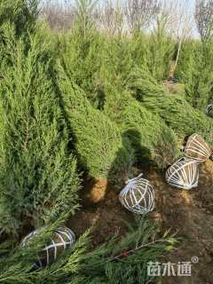 高度180厘米塔柏