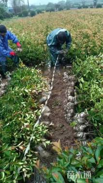 0.1公分红叶石楠