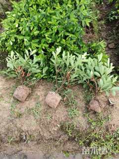 高度30厘米毛鹃小苗