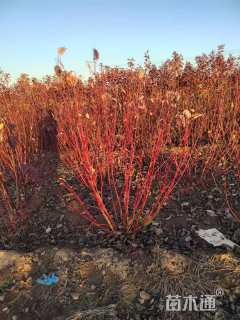 高度200厘米红瑞木