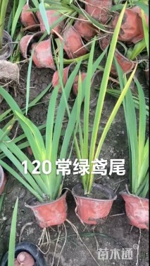 高度50厘米鸢尾