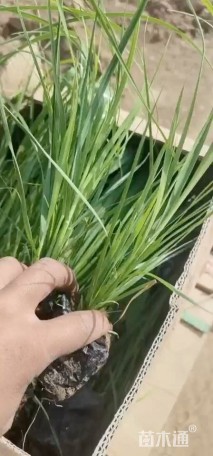 高度40厘米蒲苇