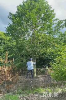 12公分乐昌含笑