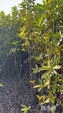 高度180厘米法国冬青绿篱