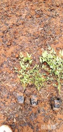 高度20厘米南天竹