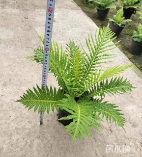 高度50厘米富贵蕨