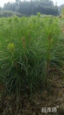 高度50厘米湿地松小苗