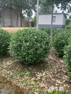 冠幅100厘米卫矛球