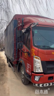 高度20厘米月见草