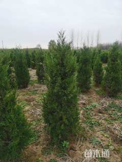 高度120厘米北京桧