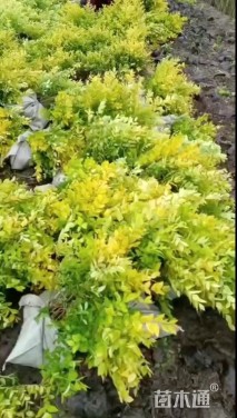 高度40厘米金叶女贞