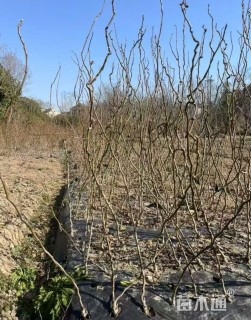 高度80厘米龙游梅