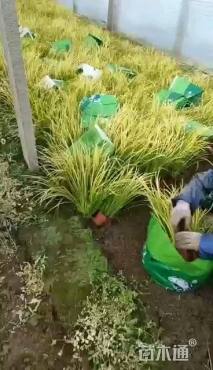 高度30厘米金叶石菖蒲