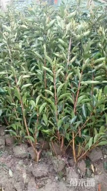 高度50厘米法国冬青