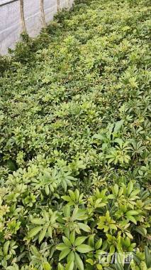 高度30厘米鸭脚木