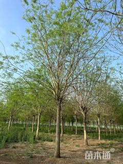 25公分国槐