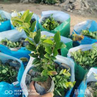 高度20厘米金森女贞