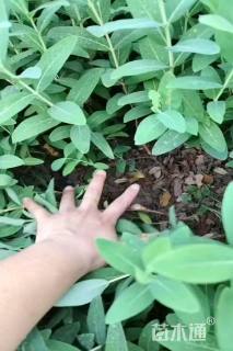 高度30厘米金丝桃小苗