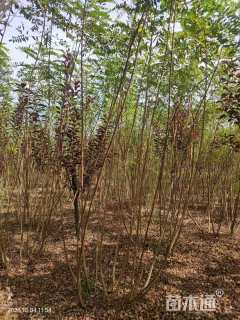 高度200厘米紫穗槐