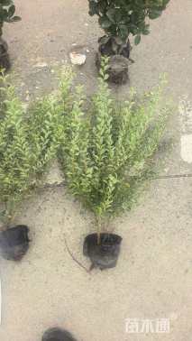 高度35厘米银姬小蜡