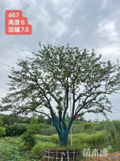 20公分(6杆)丛生香橼