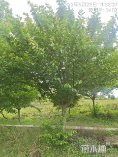 18公分日本晚樱