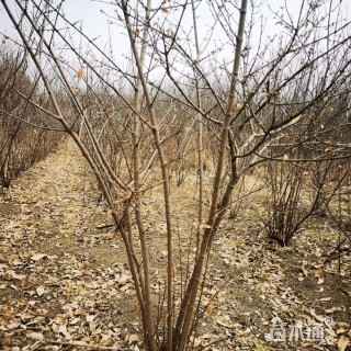 高度200厘米丛生蜡梅