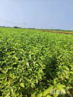 高度20厘米红瑞木