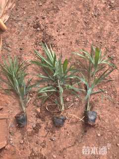 裸干高1厘米棕竹