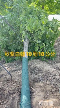 12公分秋紫白蜡