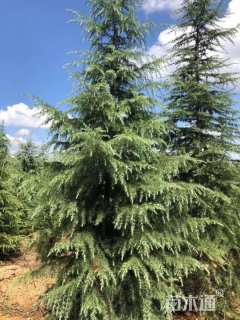 高度900厘米雪松