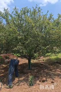 14公分绚丽海棠