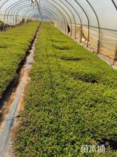 高度20厘米满天星