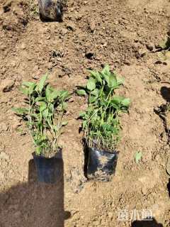 高度20厘米美国薄荷