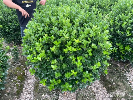 冠幅150厘米大叶黄杨球