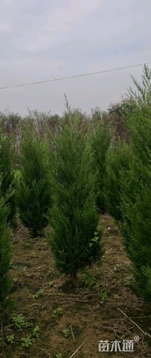 高度150厘米蜀桧